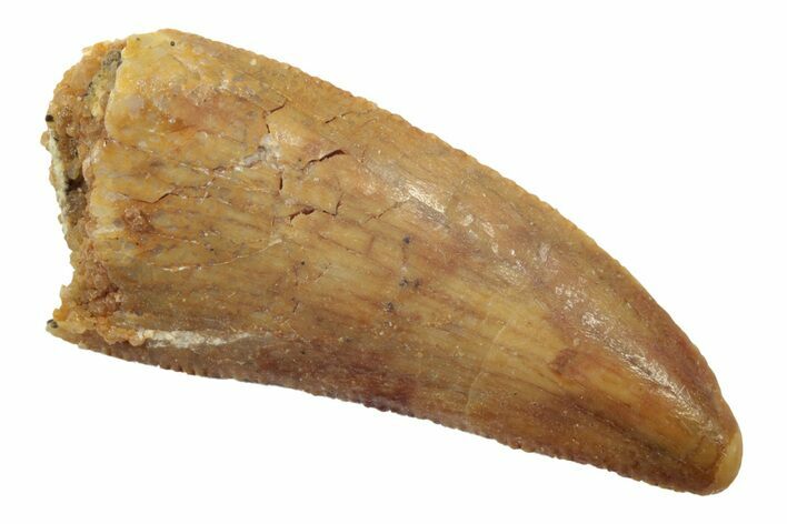 Serrated, Raptor Tooth - Real Dinosaur Tooth #238560